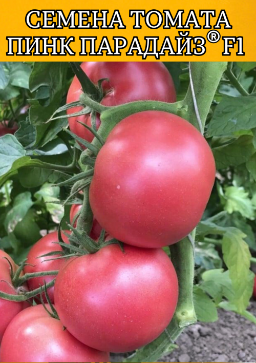 Пинк Парадайз F1 500 штук семена розового томата
