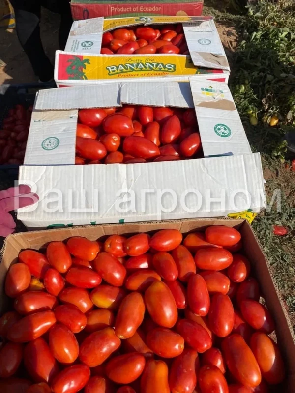 РЕТАНА F1 семена томата сливки