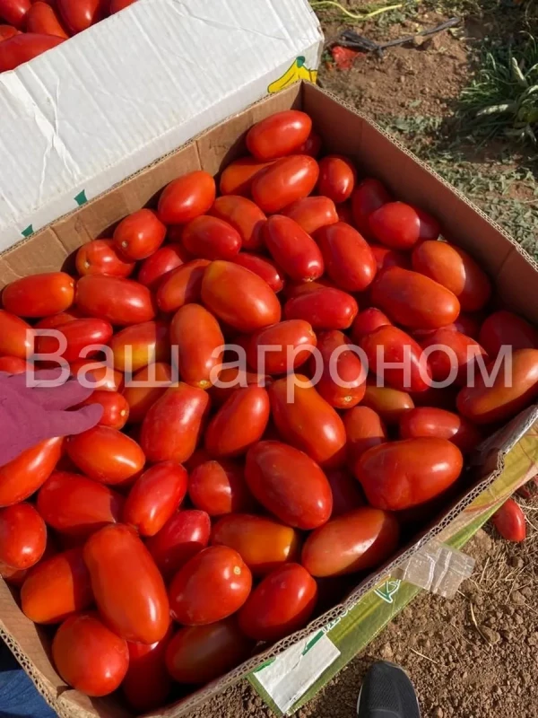 РЕТАНА F1 семена томата сливки