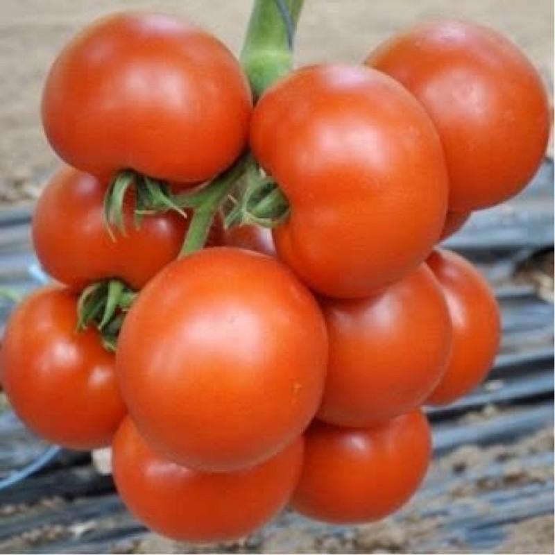 Семена томата ЧЕРОКИ F1 1000 с