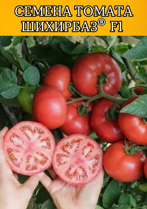 Шихирбаз F1 500 штук семена томата