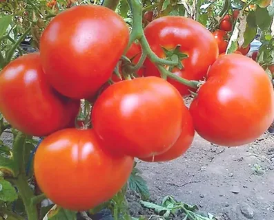 Белфаст F1 500 штук семена томата