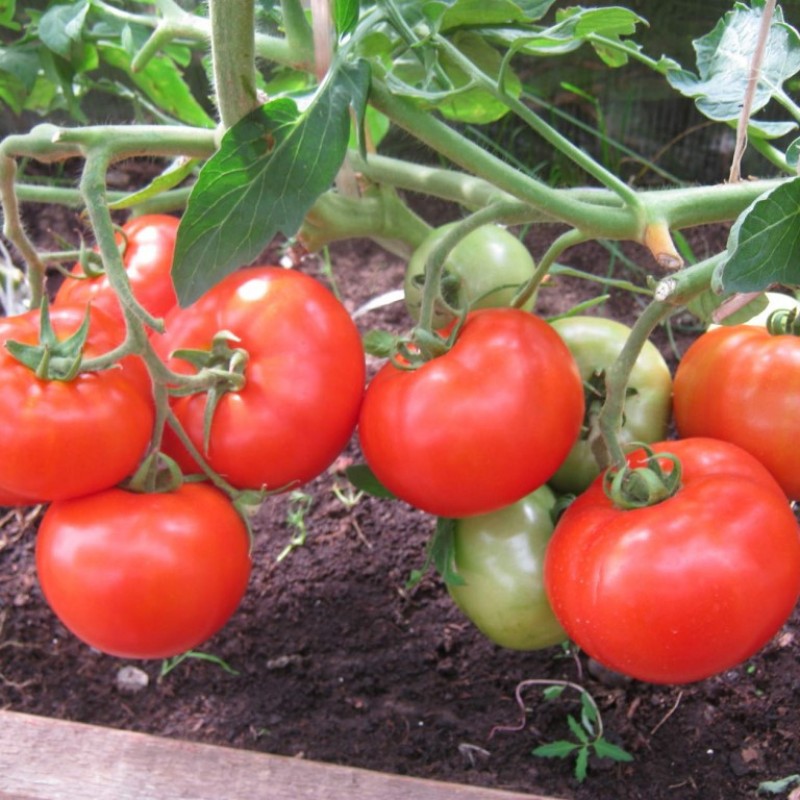 Бэлла роса F1 1000 штук семена томата