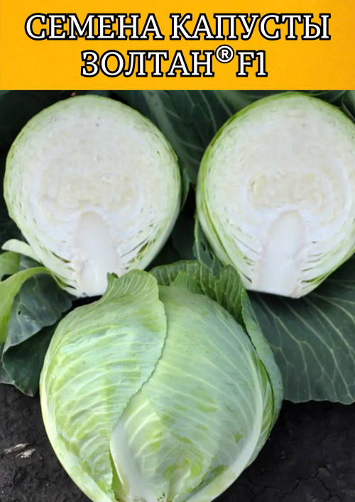 Золтан F1 2500 штук семена капусты белокочанной