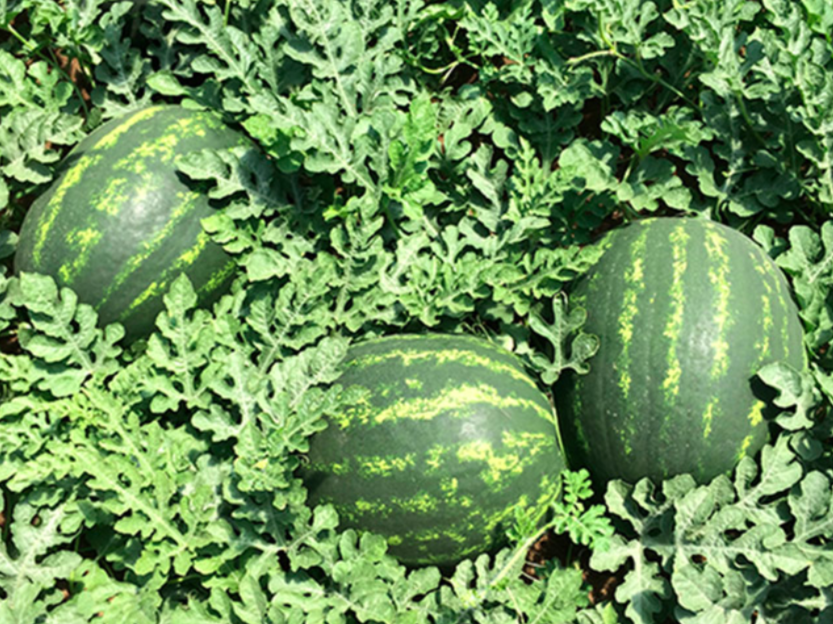 Маристо F1 1000 с семена арбуза