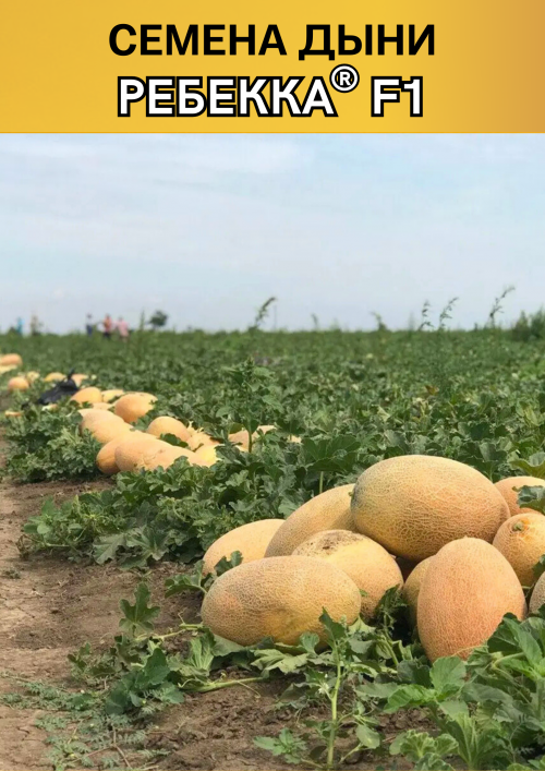 Ребекка F1 семена дыни