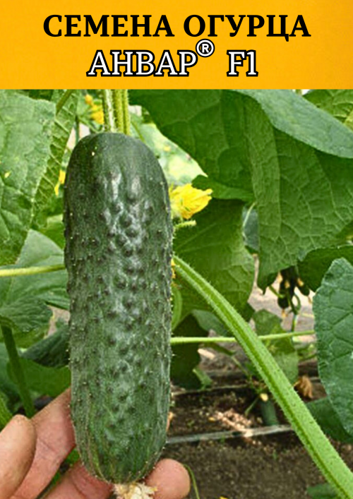 Анвар F1 1000 штук семена огурца