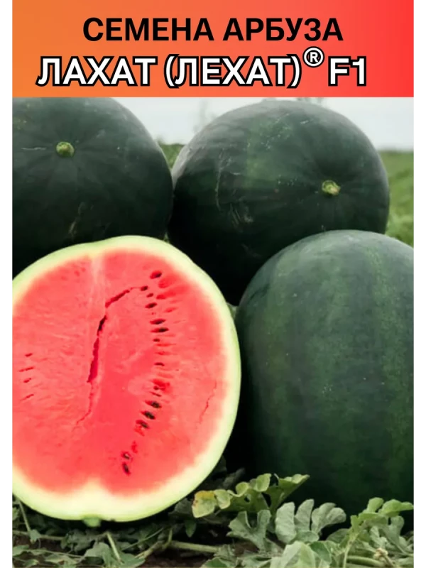 Лехат (Лахат) 1000 штук семена арбуза