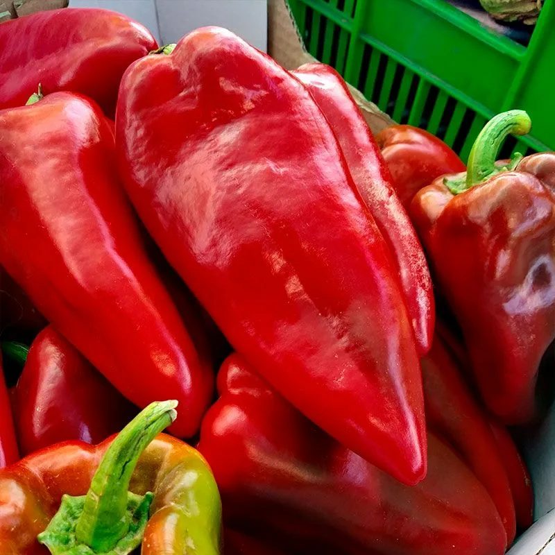 Каптур F1 семена сладкого перца КАПИЯ