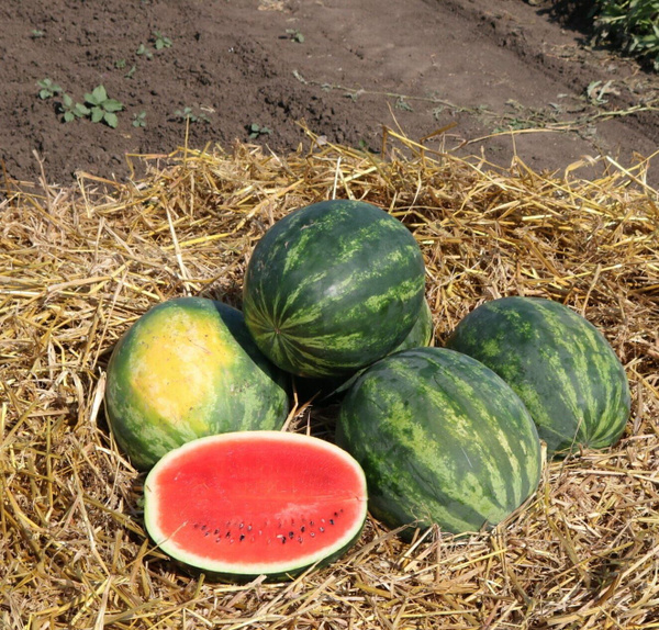 Хан Шерхан F1 1000 штук семена арбуза