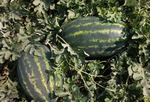 Хан Шерхан F1 1000 штук семена арбуза