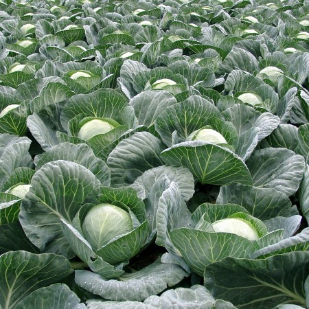 Тафма F1 семена капусты белокочанной