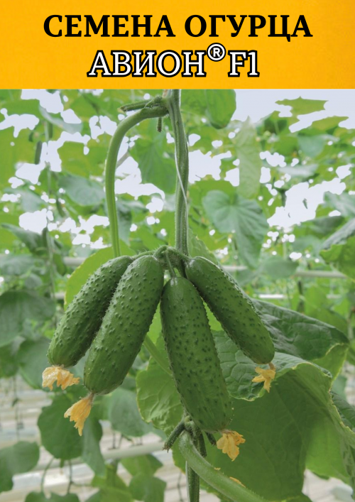 Авион F1 семена огурца