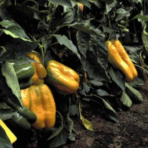 Джемини F1 семена перца сладкого