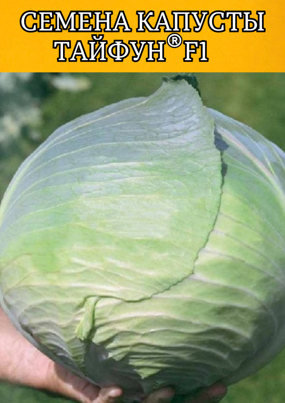 Тайфун F1 2500 штук семена капусты