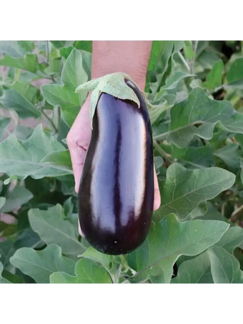 Алмаз 500 грамм семена баклажана