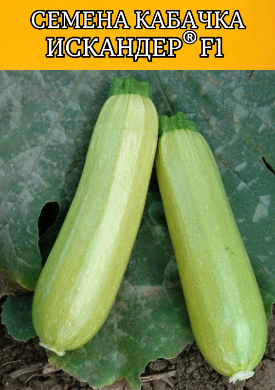Искандер F1 семена кабачка