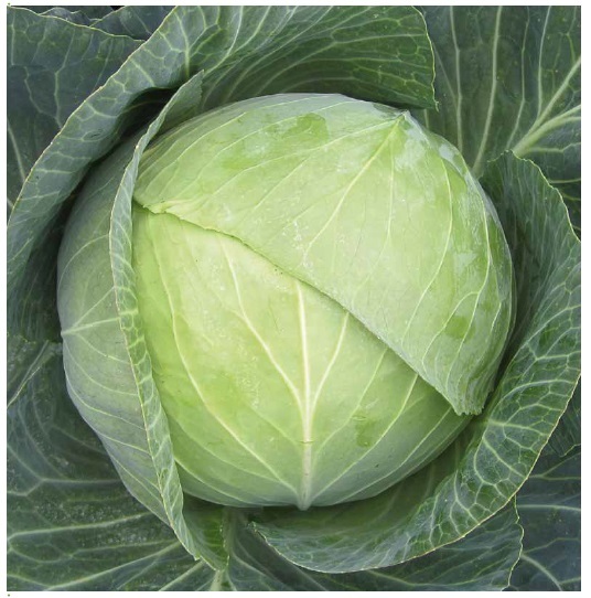 Атрия F1 семена капусты белокочанной 2500 штук