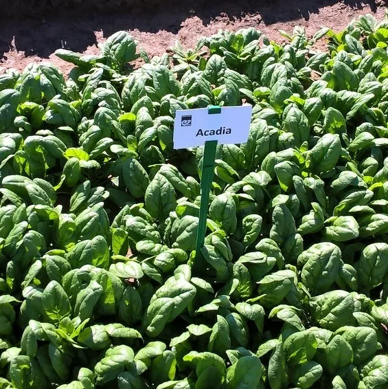 Акадия F1 шпинат 10 000 семян