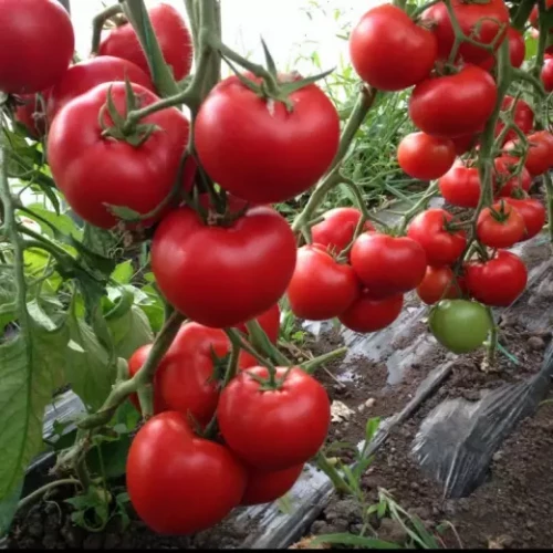 Леда F1 семена томата 1000 штук