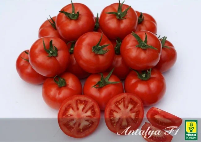 Азия (Анталия) F1 семена томата 500 штук