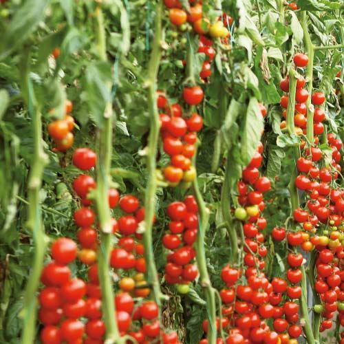 Арома F1 семена томата