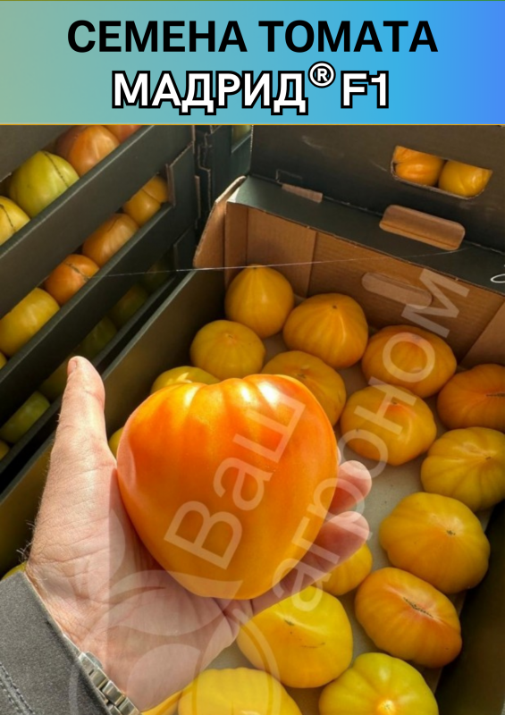 Мадрид F1 семена желтого томата