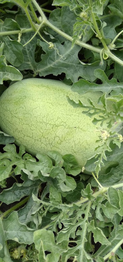 Чарльстон Грей F1 семена арбуза 500 штук