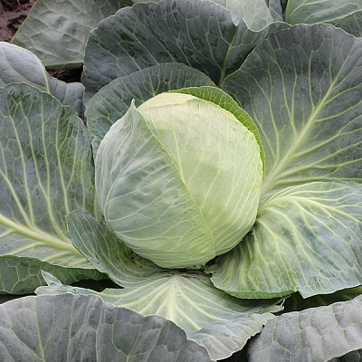 KS 60 F1 семена капусты белокочанной 2500 штук