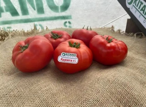 Ядвига F1 семена томата