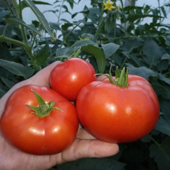 Полбиг F1 семена томата 1000 штук