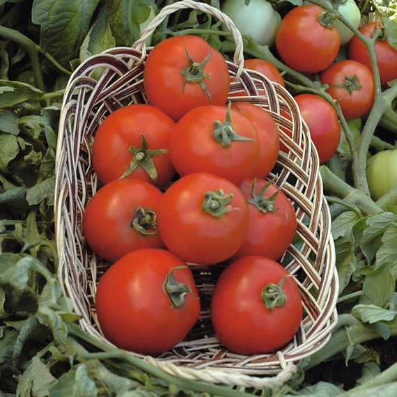 Полбиг F1 семена томата 1000 штук