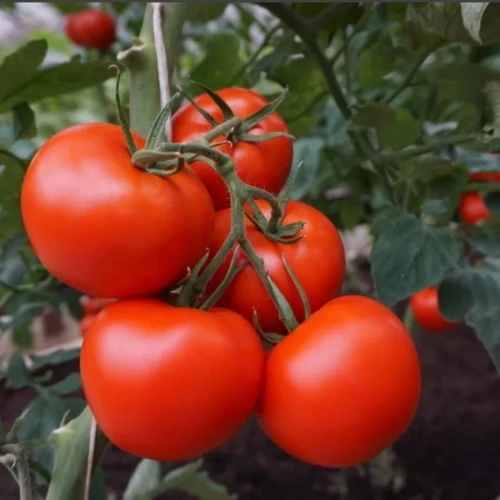 Полбиг F1 семена томата 1000 штук