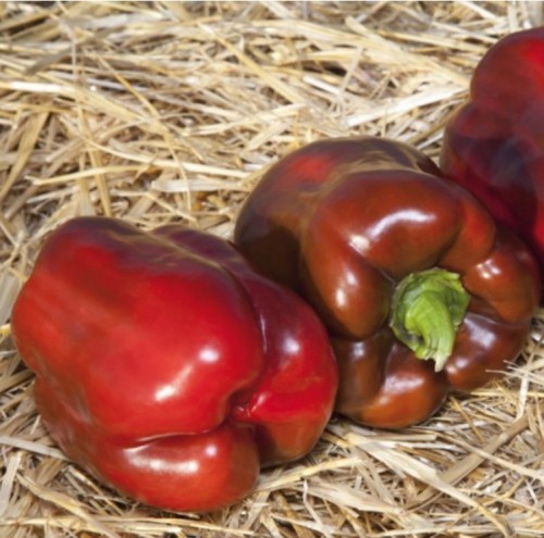 Катан F1 семена перца сладкого 1000 штук