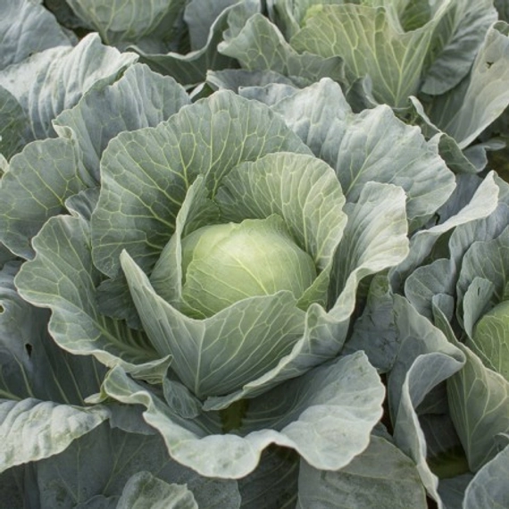 Топма F1 семена белокочанной капусты