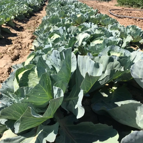 Топма F1 семена белокочанной капусты