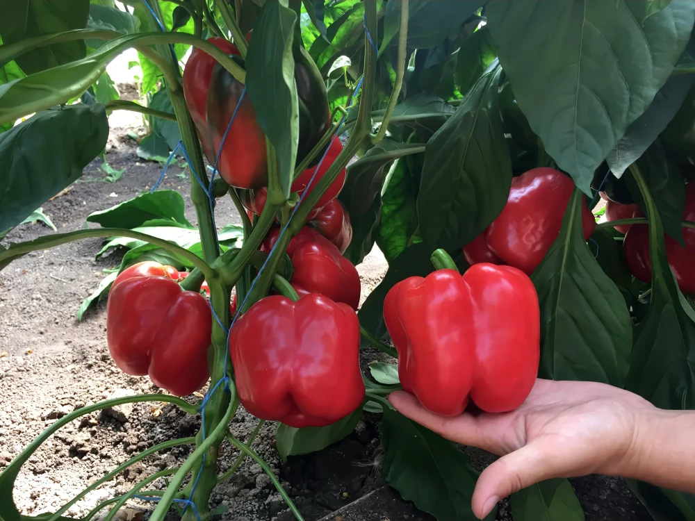 Аристотель ЭКС 3 Р F1 семена сладкого перца 500 штук