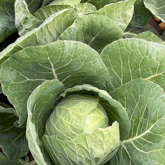 Конкэрор F1 семена белокочанной капусты 2500 штук