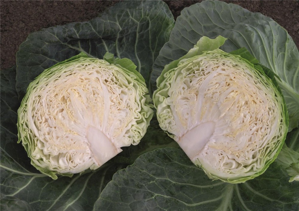 Конкэрор F1 семена белокочанной капусты 2500 штук