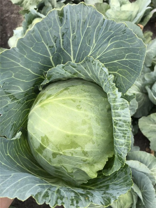 Ботран F1 семена белокочанной капусты 2500 штук