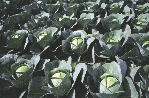 Парадокс F1 семена белокочанной капусты 2500 штук