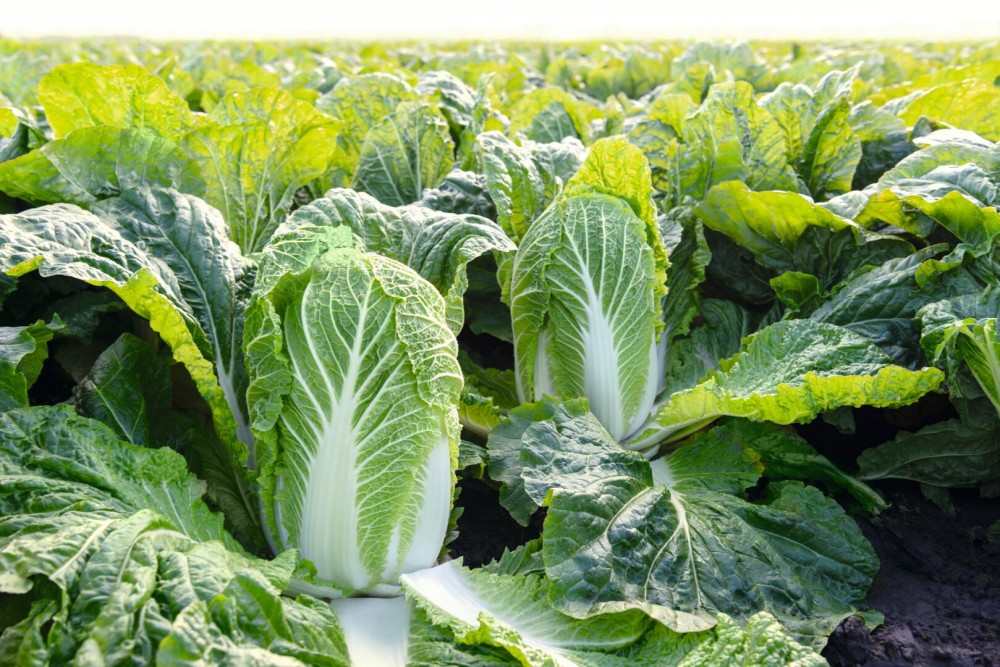 Янко F1 семена пекинской капусты 2500 штук