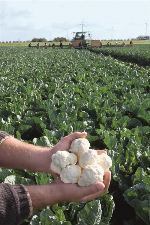 Альтамира F1 семена цветной капусты 2500 штук