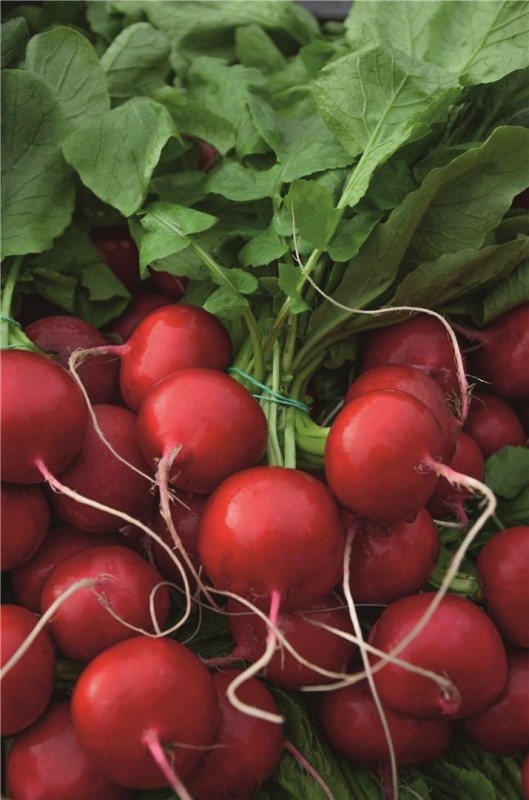 Ролекс F1 семена редиса