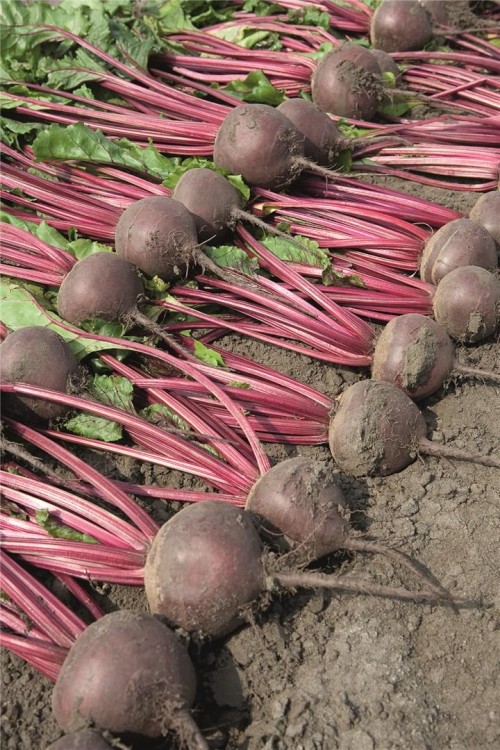 Боро F1 семена свеклы