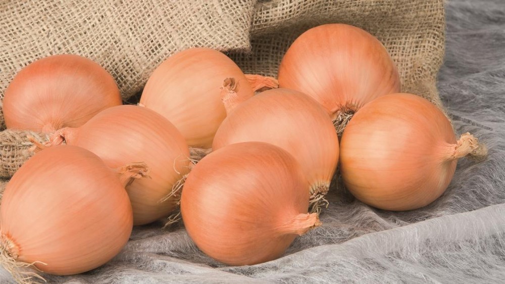 Алонсо F1 семена лука 250 000 штук