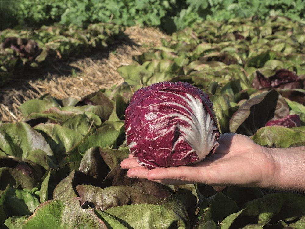 Васари F1 семена салата 5000 штук (драже)