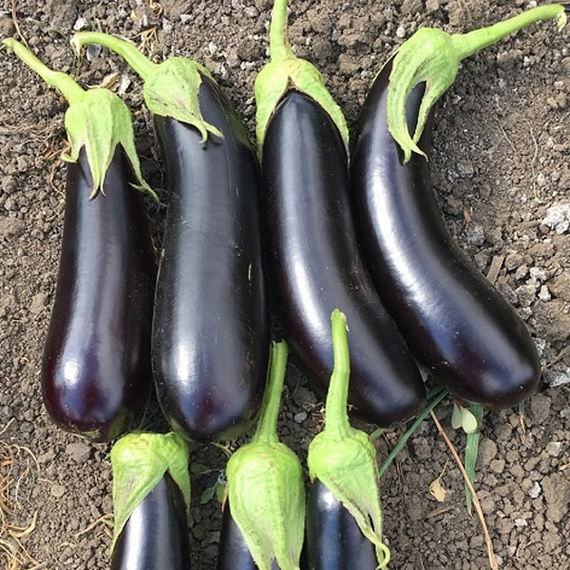 Дестан F1 баклажан 5 грамм