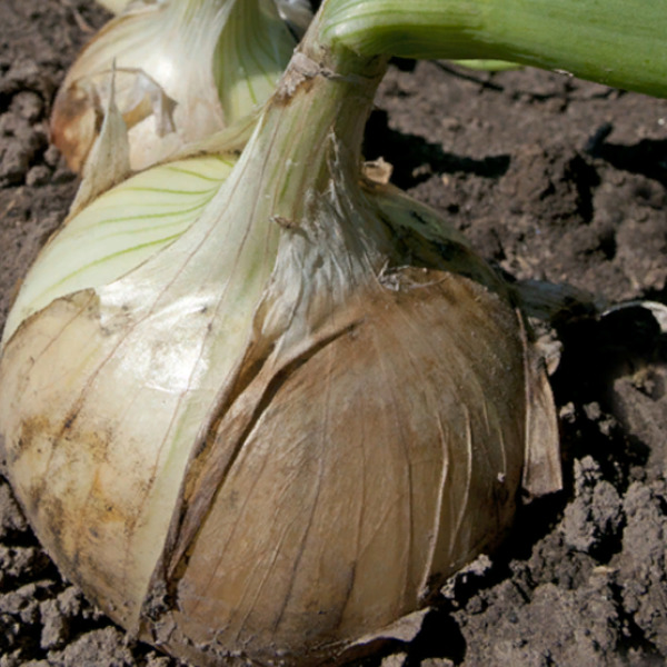 Вердон F1 лук репчатый 250 000 семян