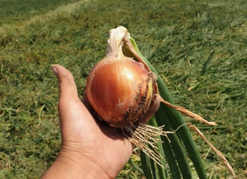 Ироко F1 лук репчатый 250 000 семян